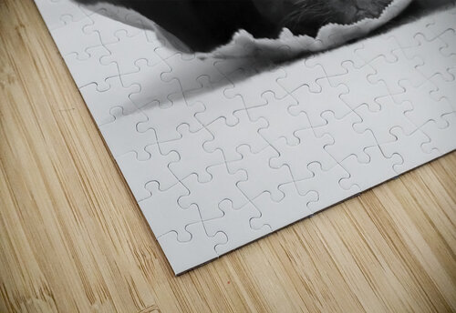 Cat in a bag 1x puzzle