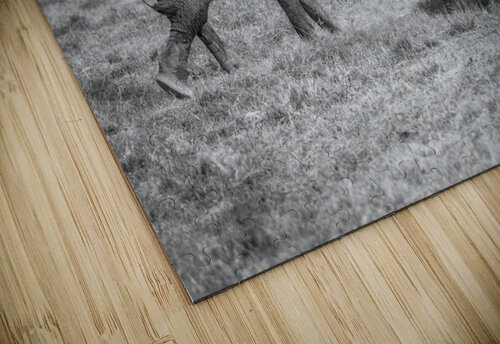 Sumo in the natural world 1x puzzle