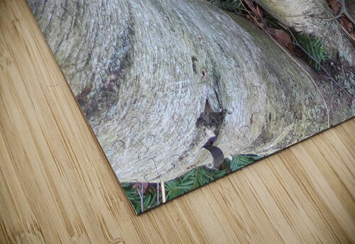Among the Birches  Jodi DiLiberto  puzzle