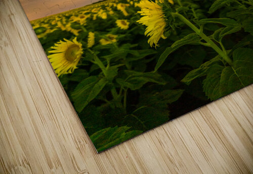 Sunflower Milky Way Stars Joe Montiel puzzle