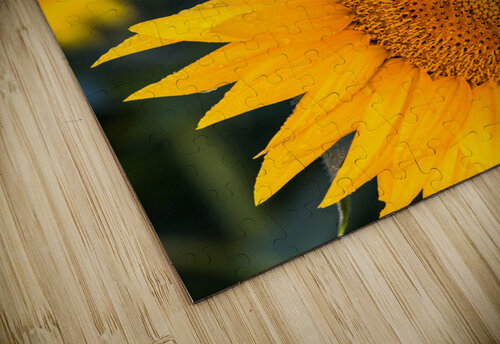 Sunflower Joe Montiel puzzle