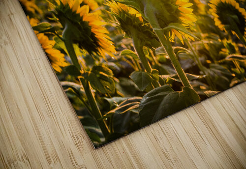 Sunflower Sunrise Joe Montiel puzzle