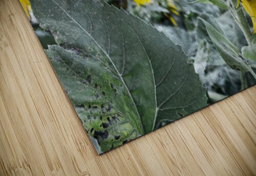 sunflower  matt nelson puzzle