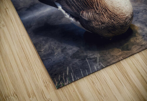 Canada Goose  Light Through Glass puzzle