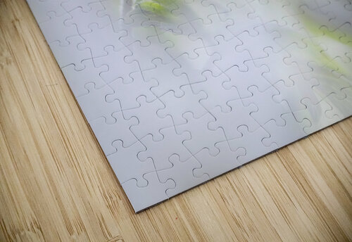 White Spring 1x puzzle