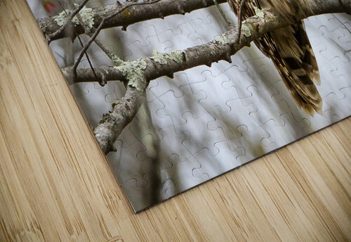 Barred Owl Stephen Keahon puzzle