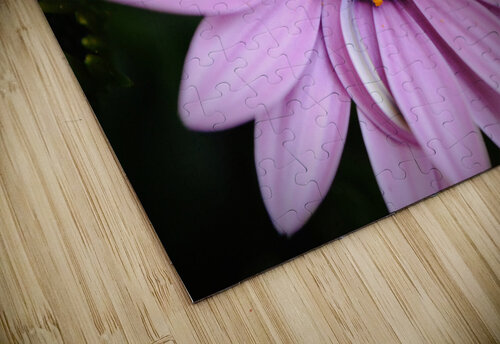 African Daisy Flower Close Up GabyTexas puzzle