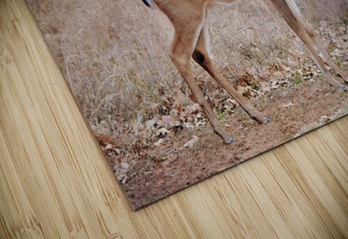 Big Buck Wild Deer GabyTexas puzzle