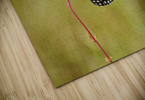 Monarch Butterfly on Wildflower GabyTexas puzzle