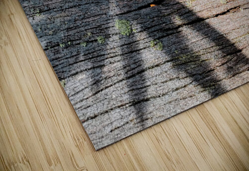 Old Wood and Shadow Saowalux Poshyanandana puzzle