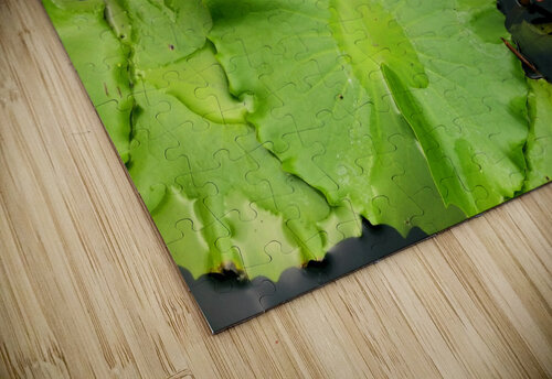 Water Lilies Saowalux Poshyanandana puzzle