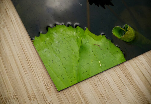 Water Lily Saowalux Poshyanandana puzzle