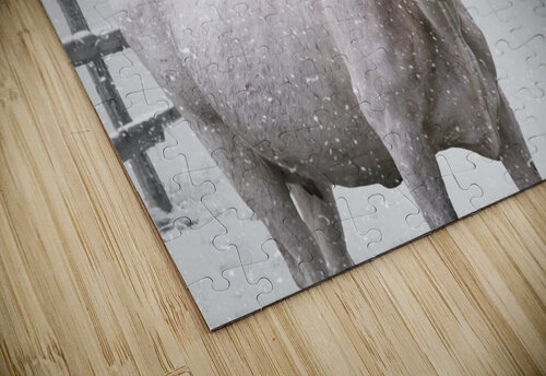 White Longhorn Cow In Snow Carpenter puzzle