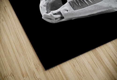 Horse Skull Showing Embedded Teeth Carpenter puzzle