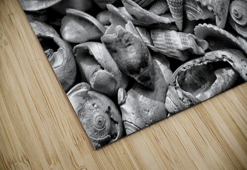 Seashells B&W Light Through Glass puzzle