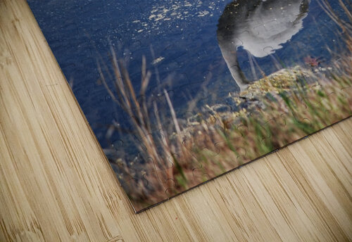 Egret  Light Through Glass puzzle