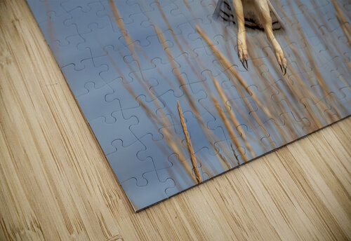 Short Eared Owl - Pajama Bottoms Dave Veith puzzle