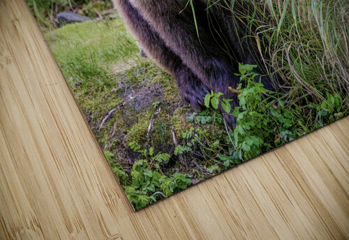 Kenai Brown Bear Dave Veith puzzle