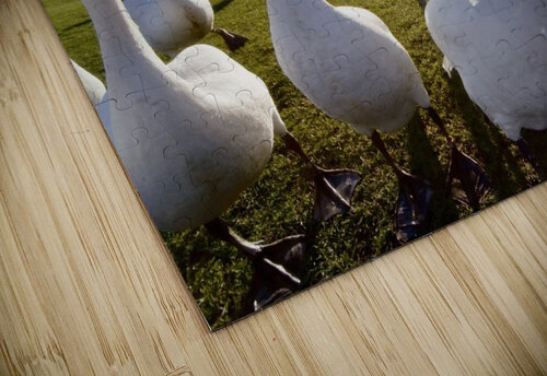 Swans Outdoors PacificStock puzzle