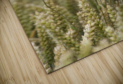Wildflowers; Poppies In A Grain Field PacificStock puzzle