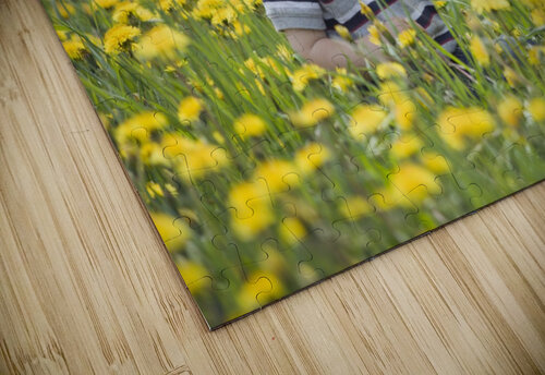 18-Month-Old Boy In Dandelion Field; Thunder Bay, Ontario, Canada PacificStock puzzle