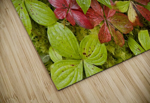Dwarf Dogwood Growing From A Bed Of Dense Mosses, Transitions From The Greens Of Summer To The Reds Of Fall, Tongass National Forest, Alaska. PacificStock puzzle