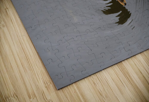 Canard du Quebec qui joue dans le lac de Lambton. Melissa Lefebvre puzzle