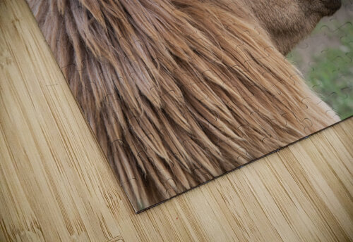 Alpaga relaxe Melissa Lefebvre puzzle