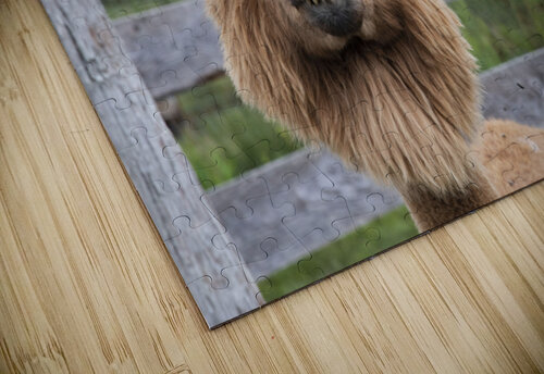 Alpada brun Melissa Lefebvre puzzle