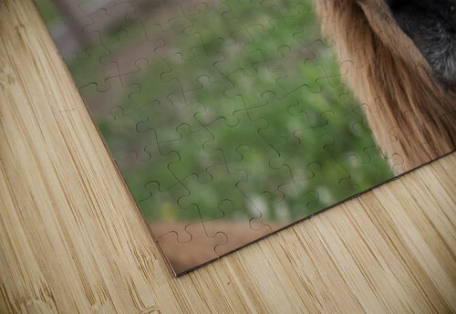 Coucou mon amie    Melissa Lefebvre puzzle