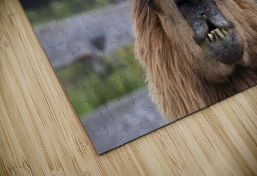 Alpaga pas content Melissa Lefebvre puzzle