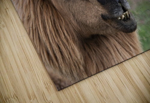 Alpaga dans sa ferme Melissa Lefebvre puzzle