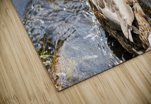  Canard qui joue dans leau Melissa Lefebvre puzzle