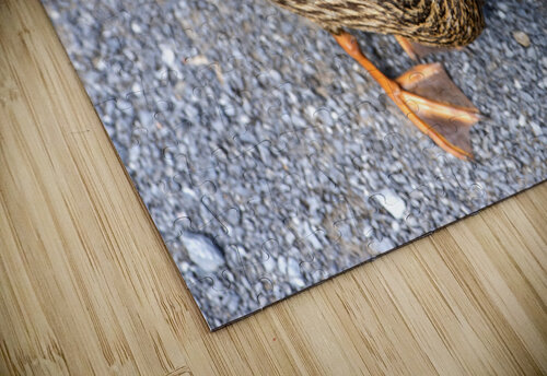 Canard au soleil   Melissa Lefebvre puzzle