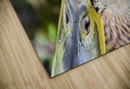 Jolie petit canard du Quebec Melissa Lefebvre puzzle