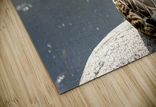 Canard qui flane Melissa Lefebvre puzzle