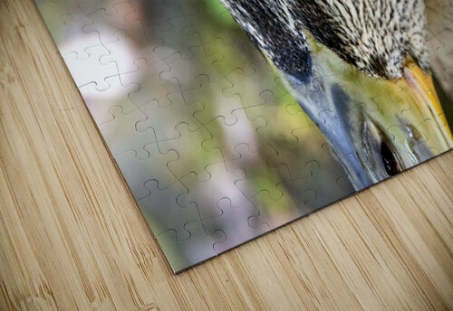 Le regard du canard  Melissa Lefebvre puzzle