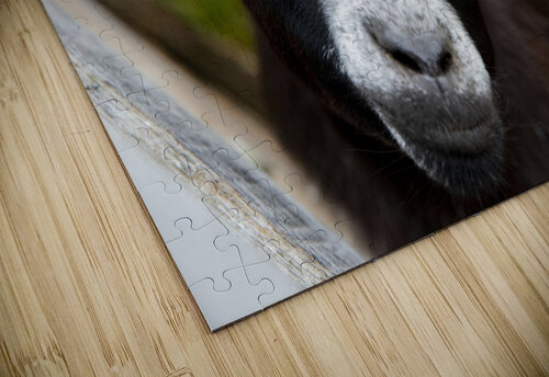 Chevre macro Melissa Lefebvre puzzle