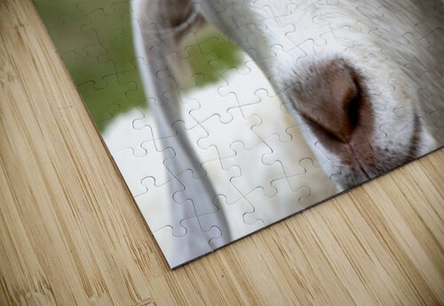 Chevre blance de M. Seguin  Melissa Lefebvre puzzle