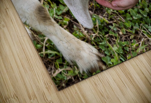 Chevre a la ferme Melissa Lefebvre puzzle