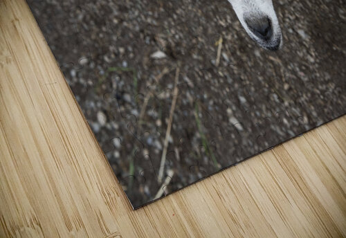 Bebe chevre Melissa Lefebvre puzzle