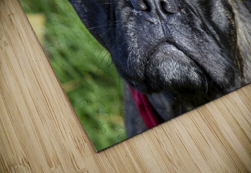 Bulldog en promenade Melissa Lefebvre puzzle