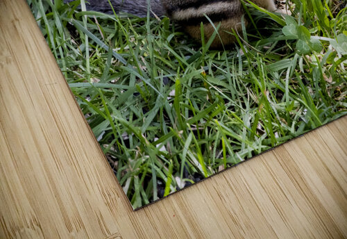 Suisse du Quebec  Melissa Lefebvre puzzle