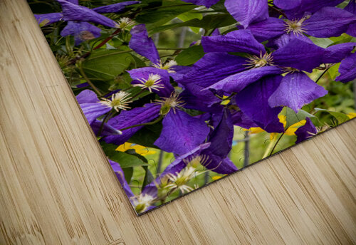 Grappe de clematis Melissa Lefebvre puzzle