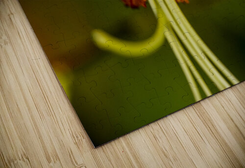 Lys macro Melissa Lefebvre puzzle