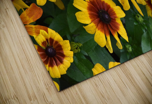 Champs de tournesol Melissa Lefebvre puzzle