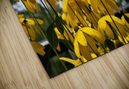 Tournesol en course Melissa Lefebvre puzzle