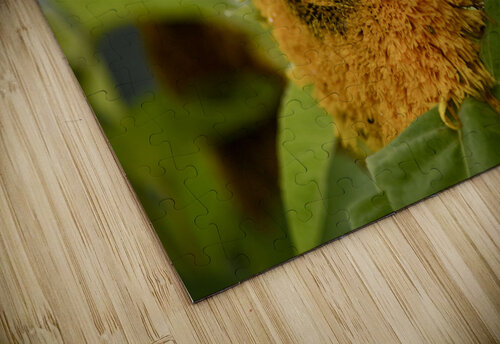 Tournesol macro Melissa Lefebvre puzzle