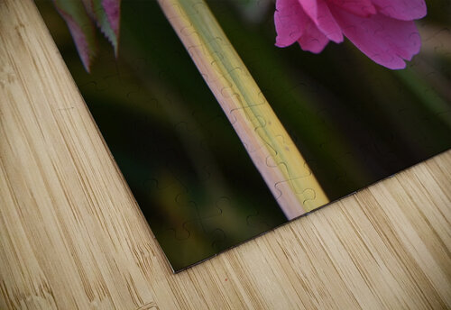 Rose solitaire Melissa Lefebvre puzzle
