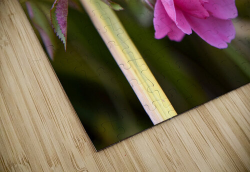 Rose dautomne solitaire Melissa Lefebvre puzzle